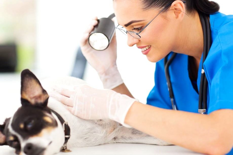 дерматолог ветеринарный